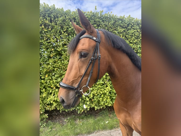 KWPN Ruin 3 Jaar 159 cm Bruin in Oude-Tonge