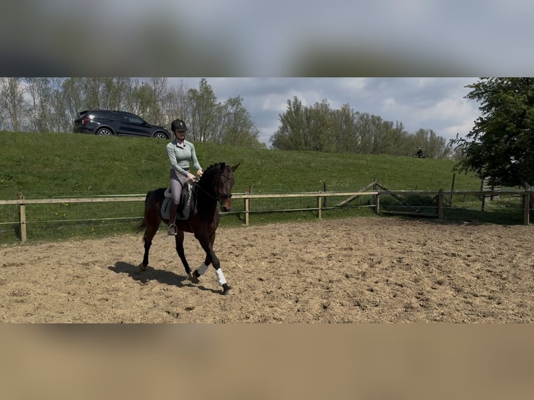 KWPN Ruin 3 Jaar 160 cm Bruin in Westervoort