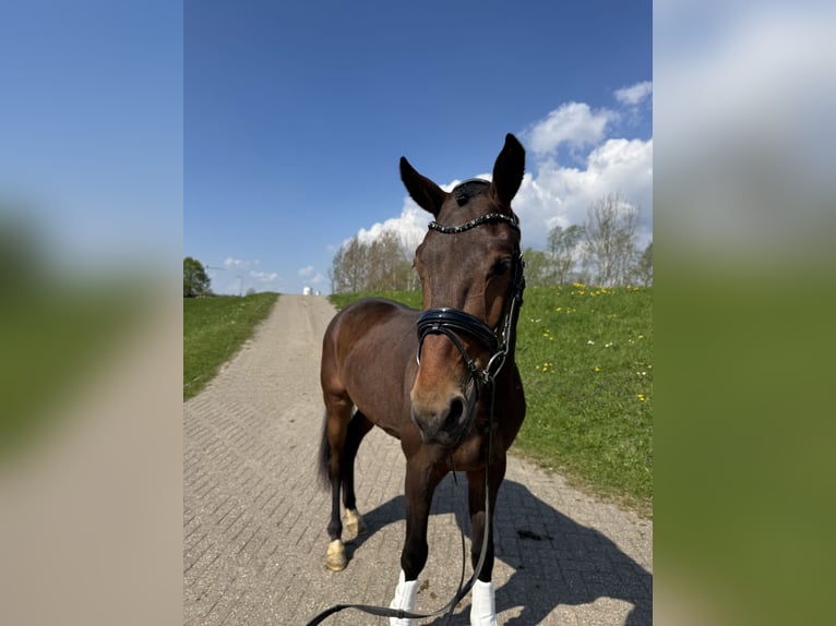 KWPN Ruin 3 Jaar 160 cm Bruin in Westervoort