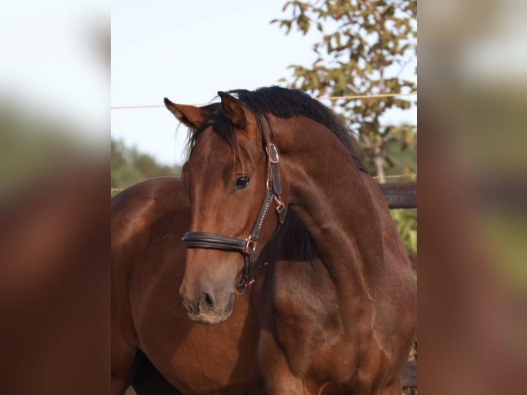 KWPN Ruin 3 Jaar 160 cm Bruin in Westervoort