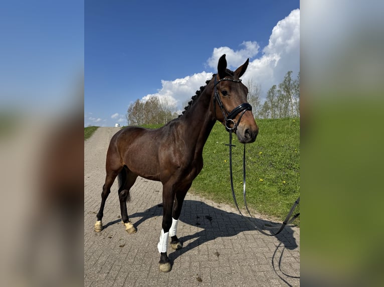 KWPN Ruin 3 Jaar 160 cm Bruin in Westervoort