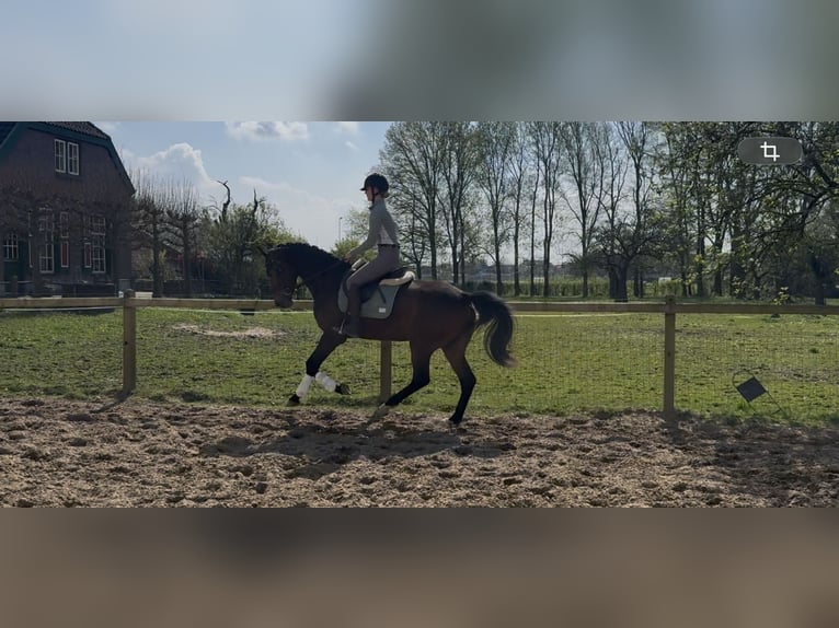 KWPN Ruin 3 Jaar 160 cm Bruin in Westervoort