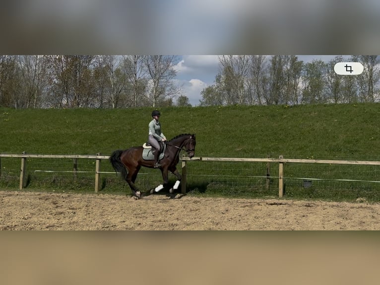 KWPN Ruin 3 Jaar 160 cm Bruin in Westervoort