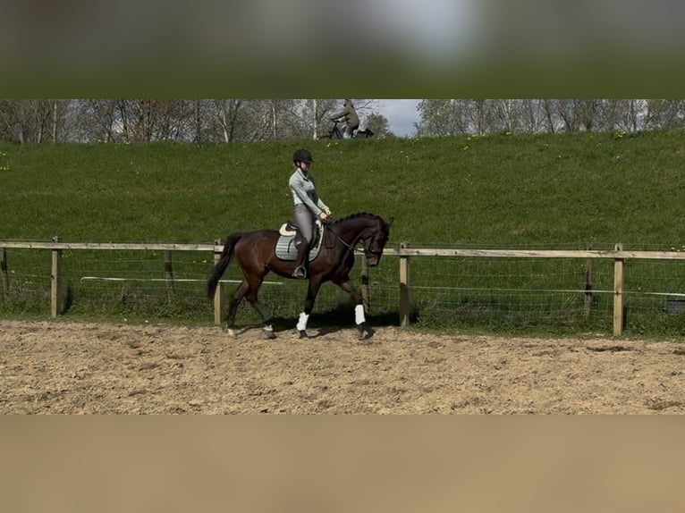 KWPN Ruin 3 Jaar 160 cm Bruin in Westervoort