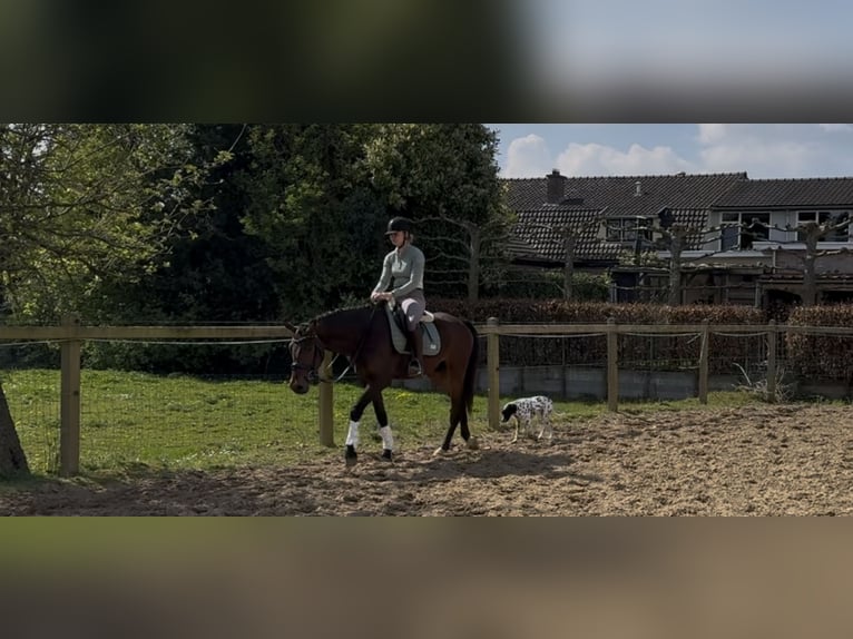 KWPN Ruin 3 Jaar 160 cm Bruin in Westervoort