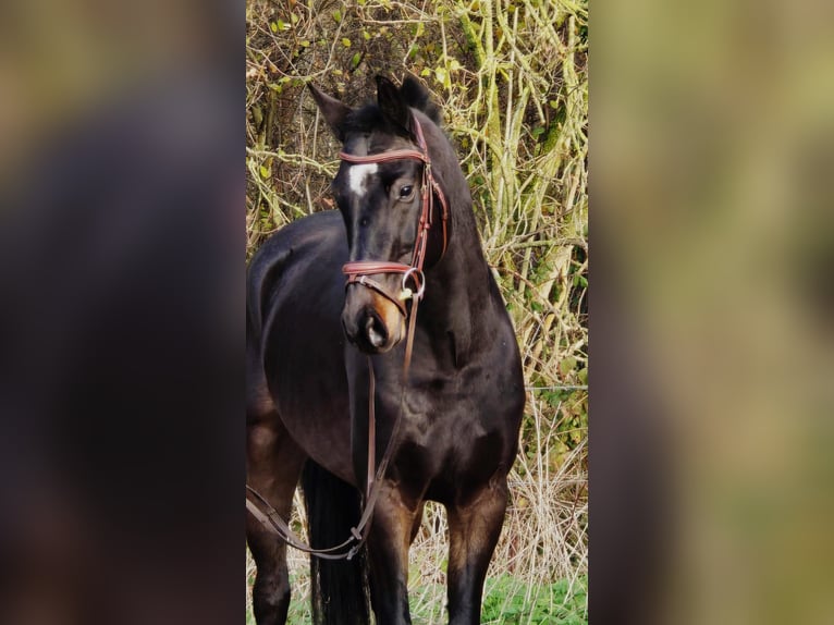 KWPN Ruin 3 Jaar 160 cm Zwart in Someren