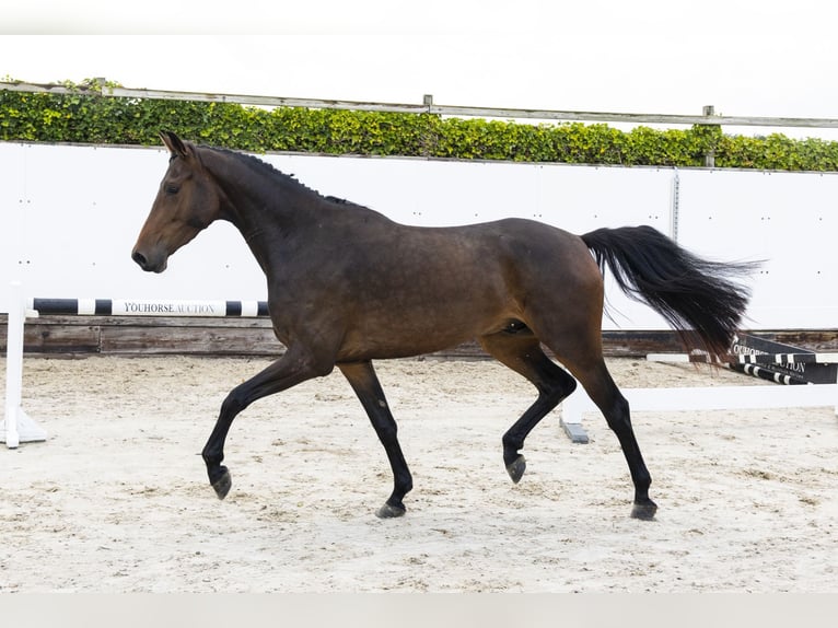 KWPN Ruin 3 Jaar 161 cm Donkerbruin in Waddinxveen
