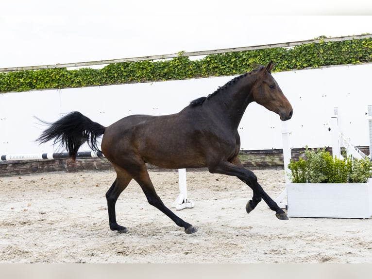 KWPN Ruin 3 Jaar 161 cm Donkerbruin in Waddinxveen