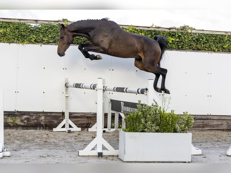 KWPN Ruin 3 Jaar 161 cm Donkerbruin in Waddinxveen