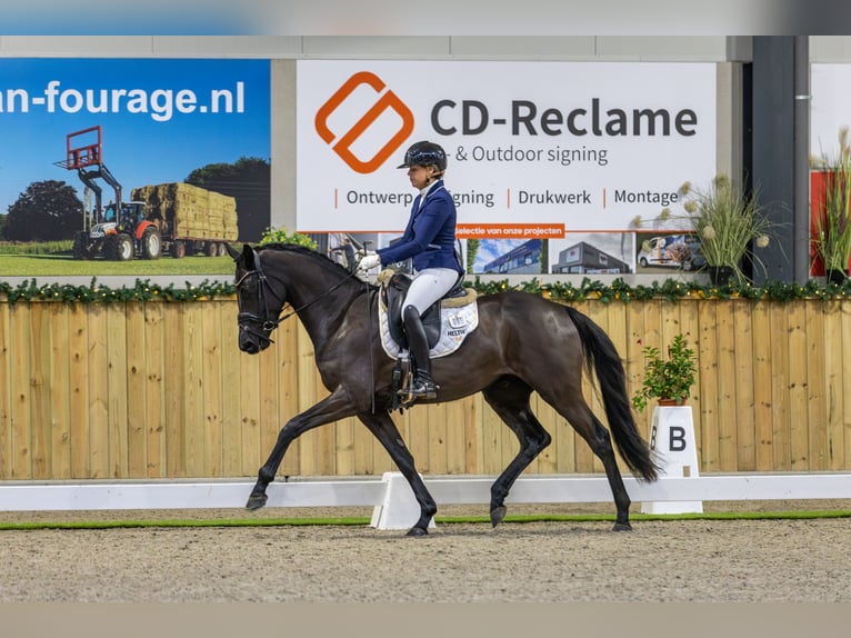 KWPN Ruin 3 Jaar 162 cm Zwart in Biddinghuizen