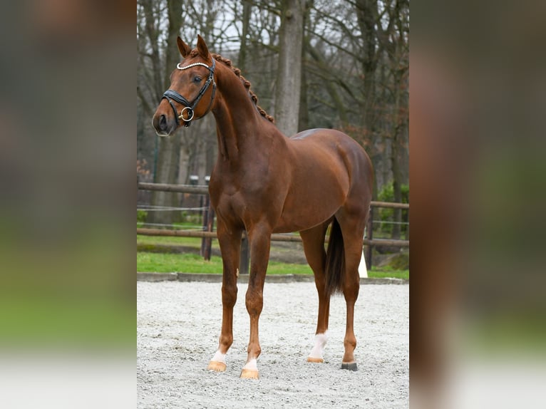 KWPN Ruin 3 Jaar 163 cm Donkere-vos in Loon op Zand