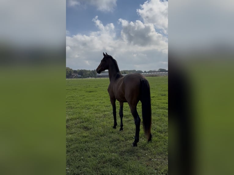 KWPN Ruin 3 Jaar 164 cm Bruin in Maasbree