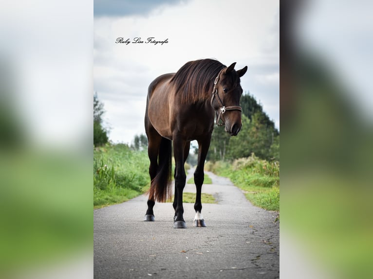 KWPN Ruin 3 Jaar 164 cm Donkerbruin in Gouderak