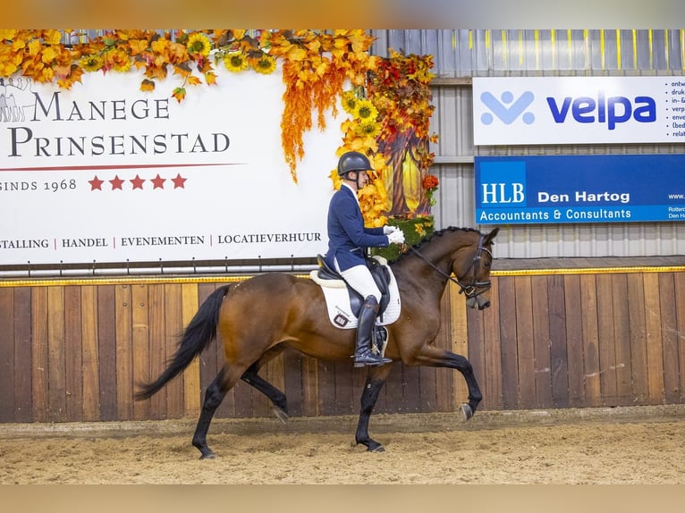 KWPN Ruin 3 Jaar 165 cm Bruin in Weert