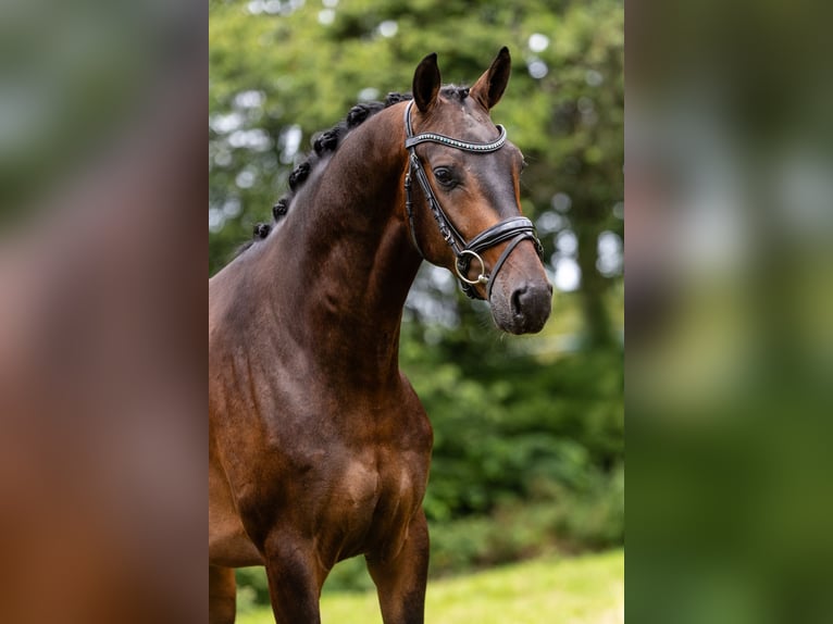 KWPN Ruin 3 Jaar 165 cm Donkerbruin in Krimpen aan den IJssel