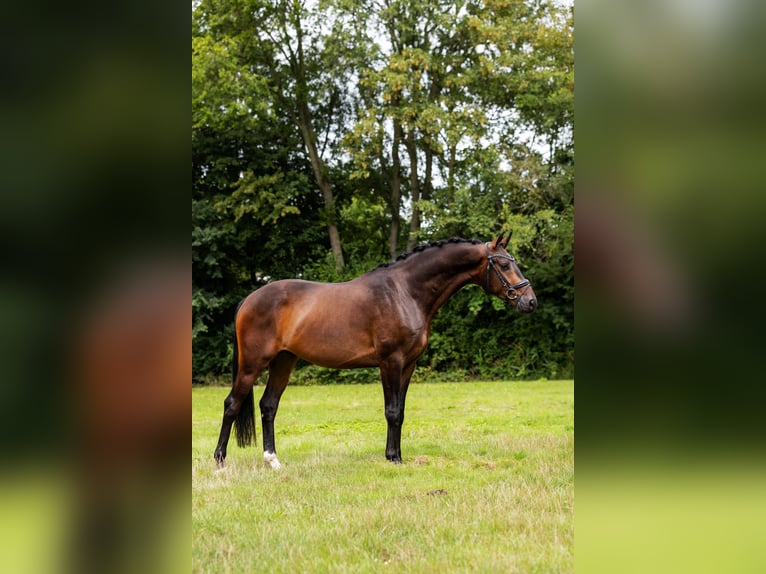 KWPN Ruin 3 Jaar 165 cm Donkerbruin in Krimpen aan den IJssel