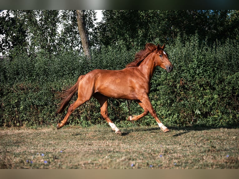 KWPN Ruin 3 Jaar 165 cm Lichtbruin in Pivka