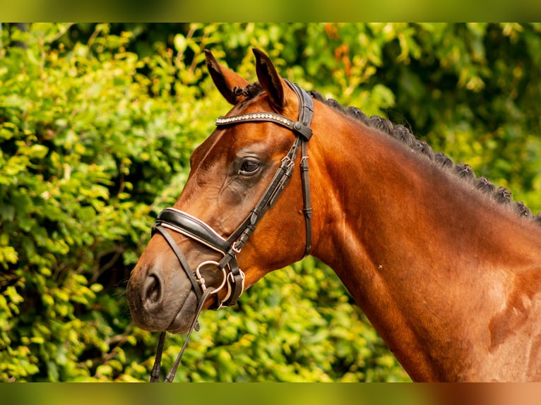 KWPN Ruin 3 Jaar 165 cm Roodbruin in Balen