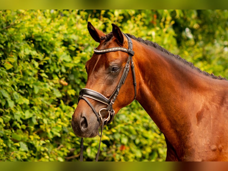 KWPN Ruin 3 Jaar 165 cm Roodbruin in Balen