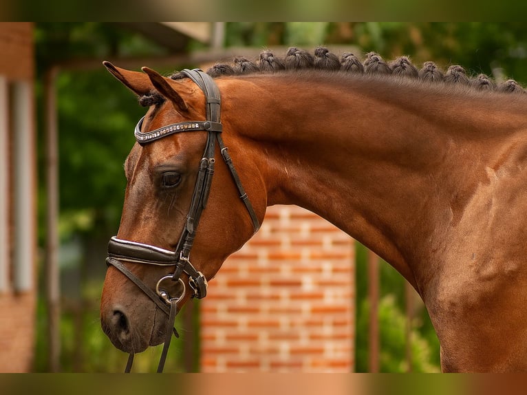 KWPN Ruin 3 Jaar 165 cm Roodbruin in Balen