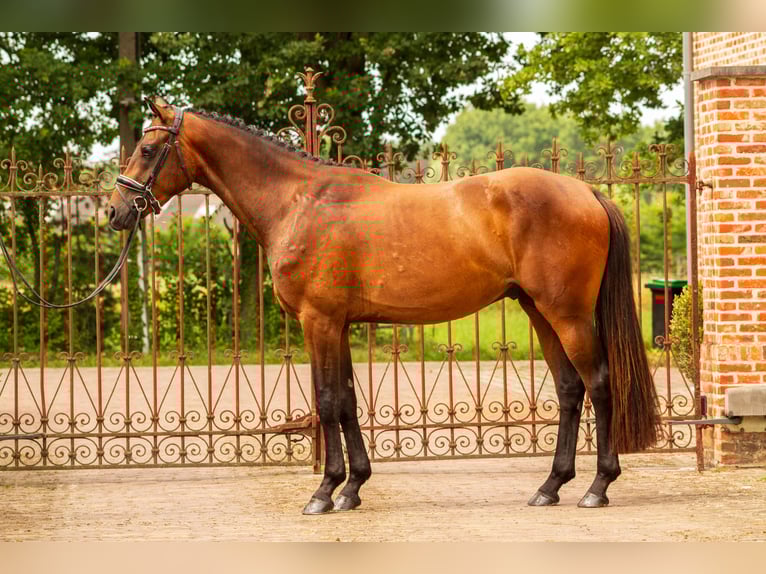 KWPN Ruin 3 Jaar 165 cm Roodbruin in Balen