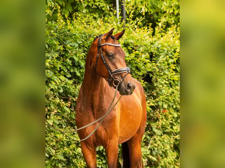 KWPN Ruin 3 Jaar 165 cm Roodbruin in Balen