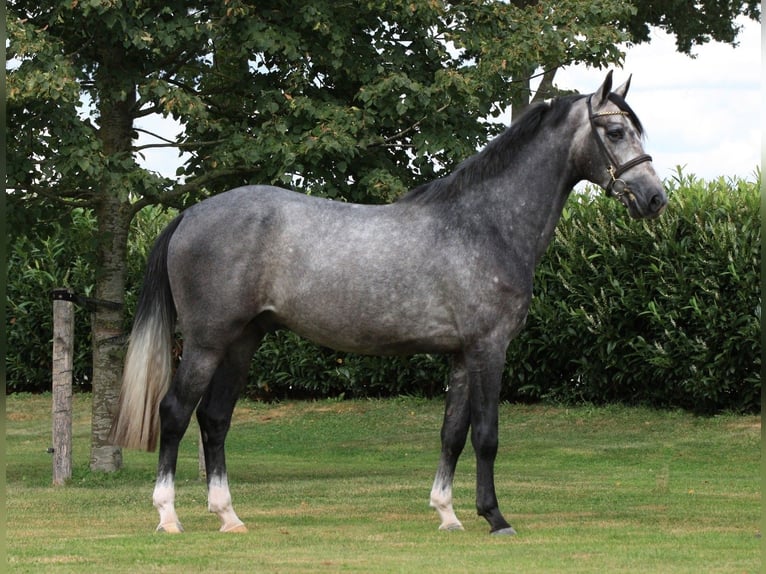KWPN Ruin 3 Jaar 165 cm Schimmel in GROTE-BROGEL