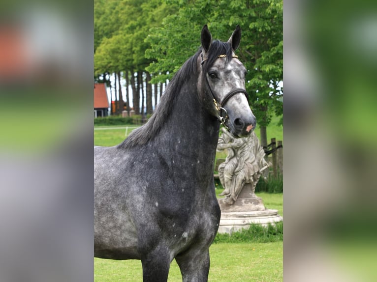 KWPN Ruin 3 Jaar 165 cm Schimmel in GROTE-BROGEL