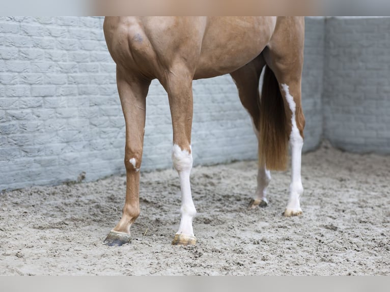 KWPN Ruin 3 Jaar 165 cm  in Heerde