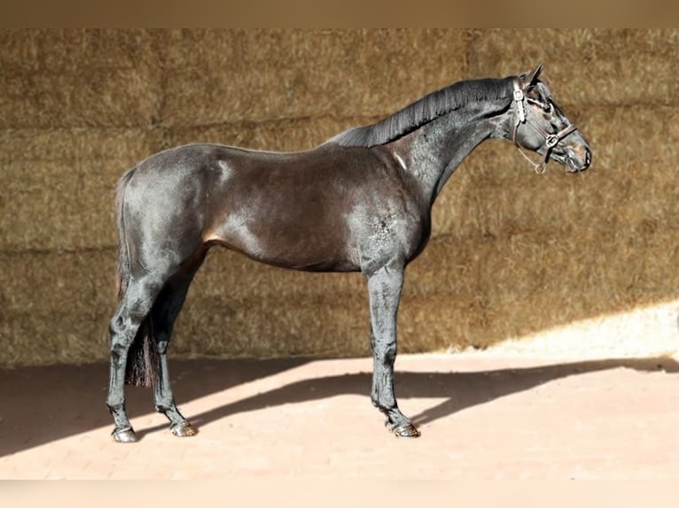 KWPN Ruin 3 Jaar 165 cm Zwartbruin in Moergestel