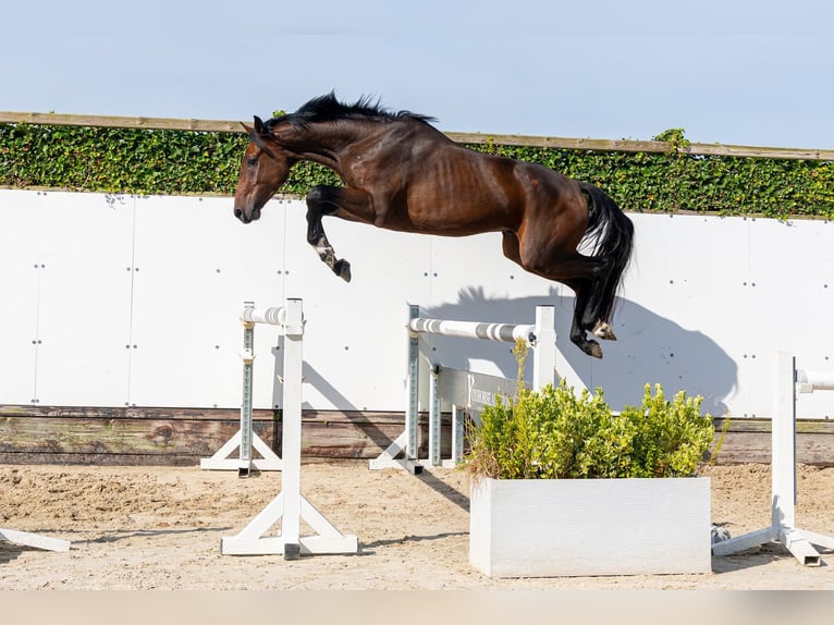 KWPN Ruin 3 Jaar 166 cm Donkerbruin in Waddinxveen