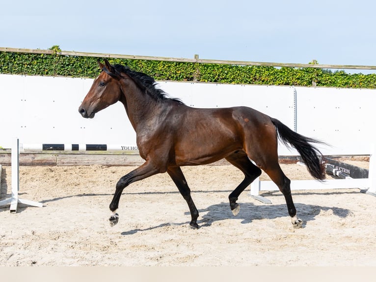 KWPN Ruin 3 Jaar 166 cm Donkerbruin in Waddinxveen