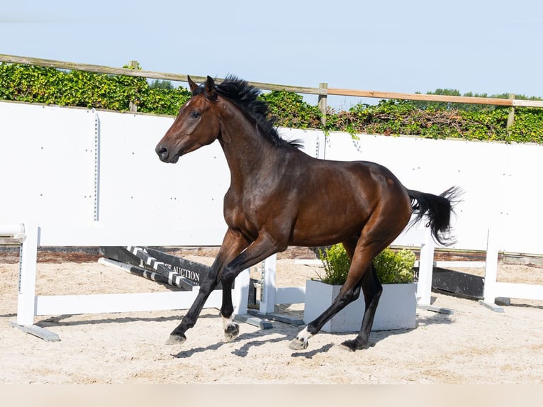 KWPN Ruin 3 Jaar 166 cm Donkerbruin in Waddinxveen