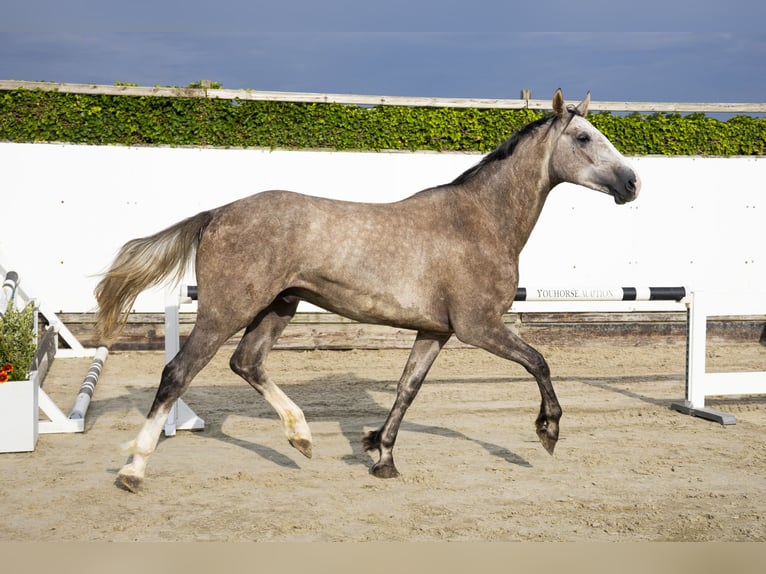 KWPN Ruin 3 Jaar 166 cm Schimmel in Waddinxveen