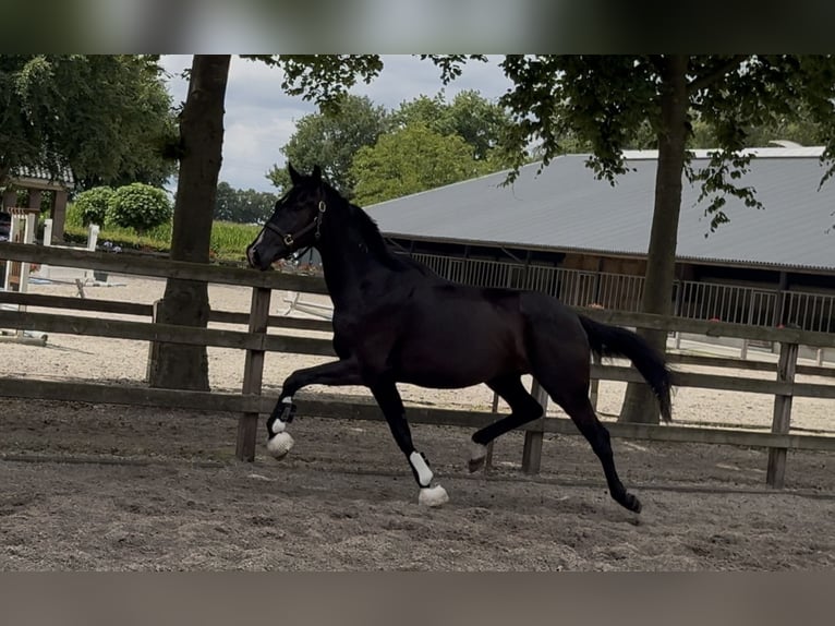 KWPN Ruin 3 Jaar 166 cm Zwart in Moergestel
