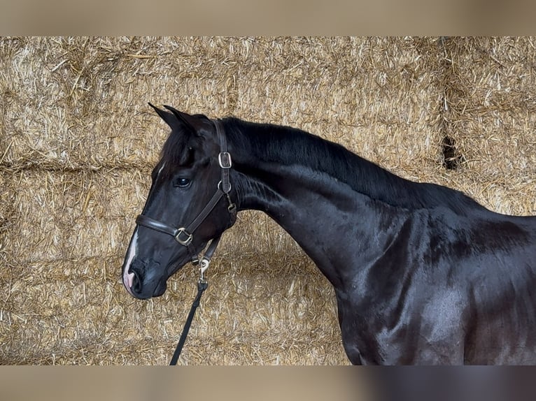 KWPN Ruin 3 Jaar 166 cm Zwart in Moergestel