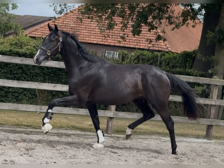 KWPN Ruin 3 Jaar 166 cm Zwart in Moergestel