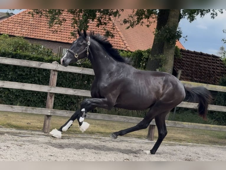 KWPN Ruin 3 Jaar 166 cm Zwart in Moergestel