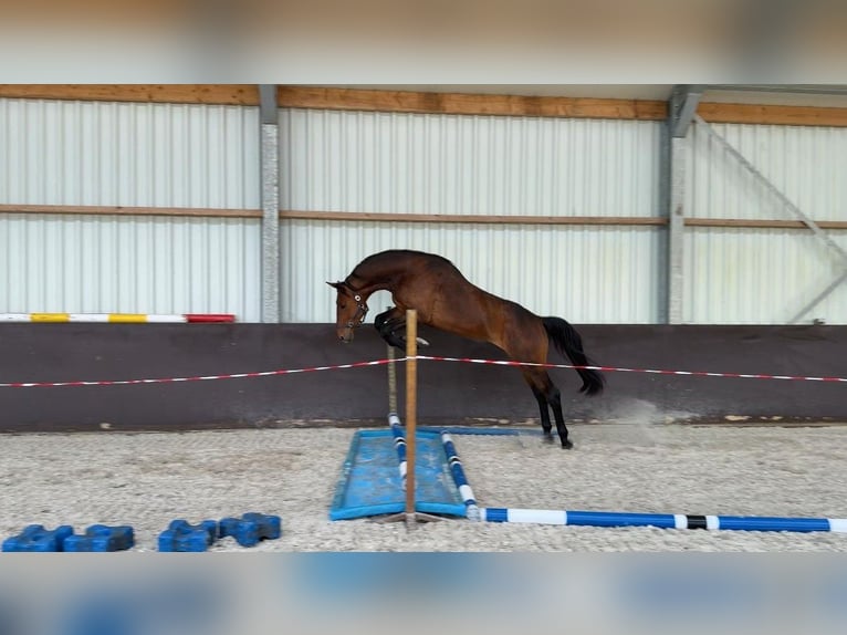 KWPN Ruin 3 Jaar 167 cm Bruin in Swalmen