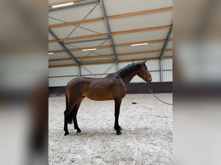 KWPN Ruin 3 Jaar 167 cm Bruin in Swalmen