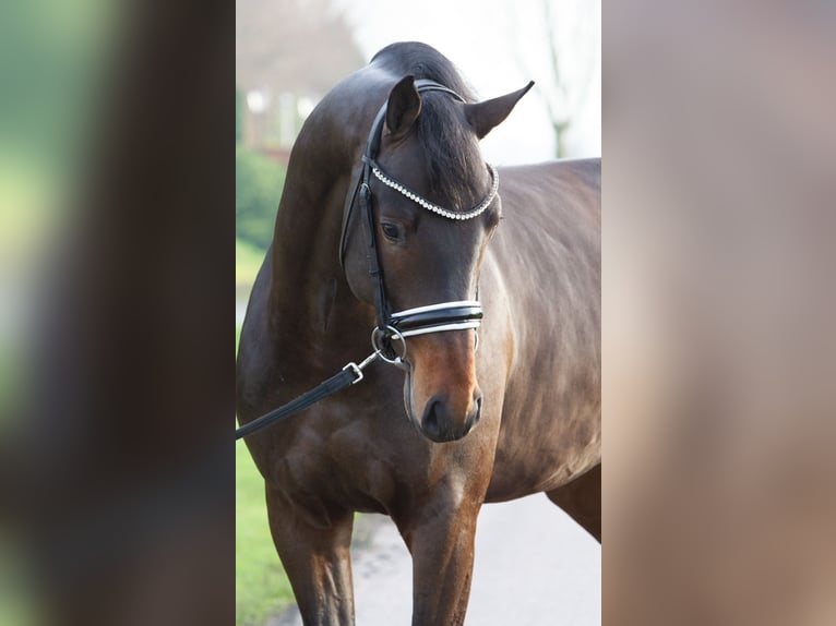 KWPN Ruin 3 Jaar 167 cm Donkerbruin in Emlichheim