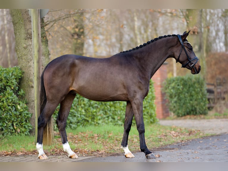 KWPN Ruin 3 Jaar 167 cm Donkerbruin in Schüttorf