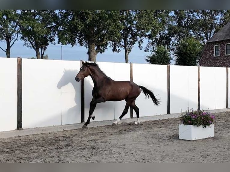 KWPN Ruin 3 Jaar 167 cm Donkerbruin in Waddinxveen