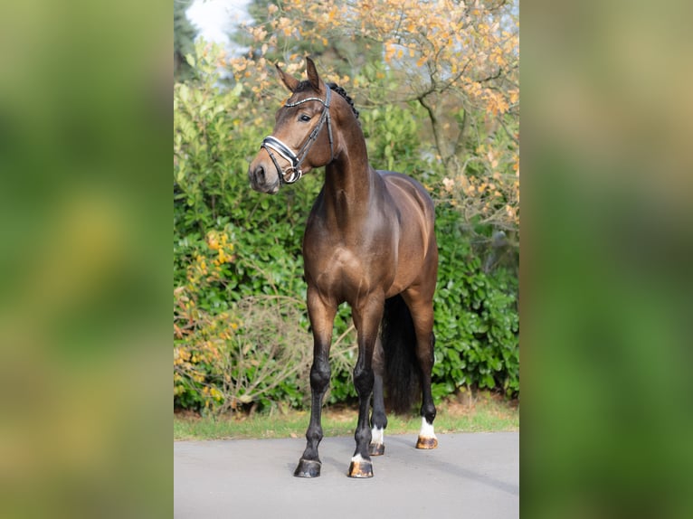 KWPN Ruin 3 Jaar 168 cm Bruin in Oosterhout