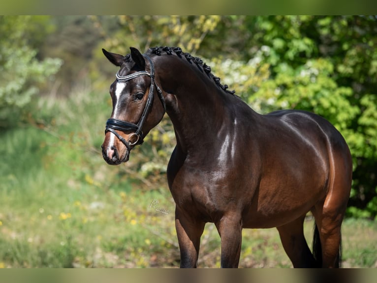 KWPN Ruin 3 Jaar 168 cm Bruin in Peer