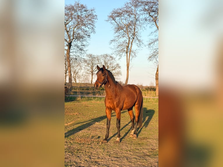 KWPN Ruin 3 Jaar 168 cm Bruin in Teteringen
