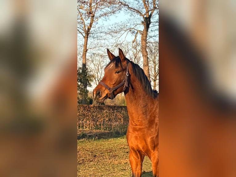 KWPN Ruin 3 Jaar 168 cm Bruin in Teteringen