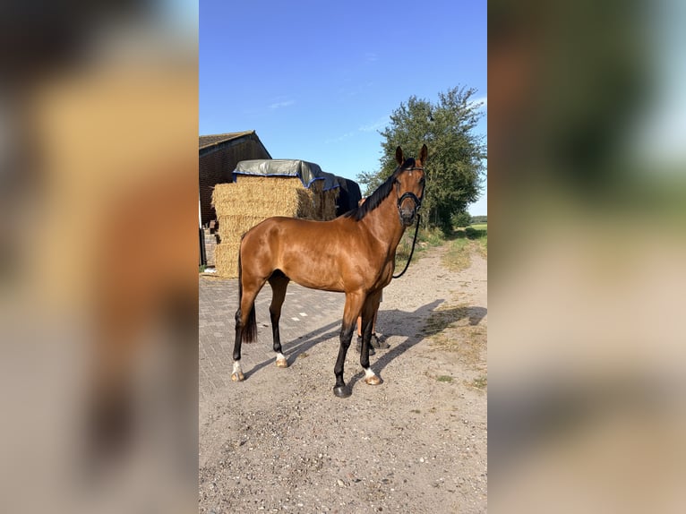KWPN Ruin 3 Jaar 168 cm Bruin in Teteringen