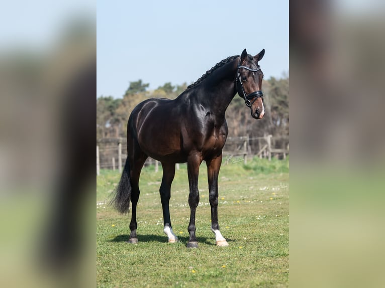 KWPN Ruin 3 Jaar 168 cm Donkerbruin in Peer