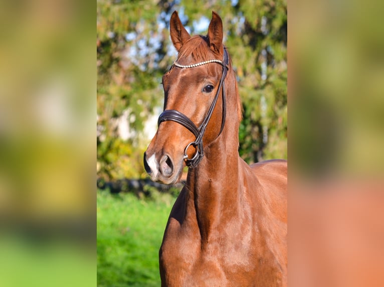 KWPN Ruin 3 Jaar 168 cm Donkere-vos in MARIGNY LE LOZON